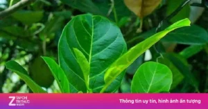 cong-dung-chua-benh-bat-ngo-cua-la-mit-cach-cham-soc-da-dau-mun