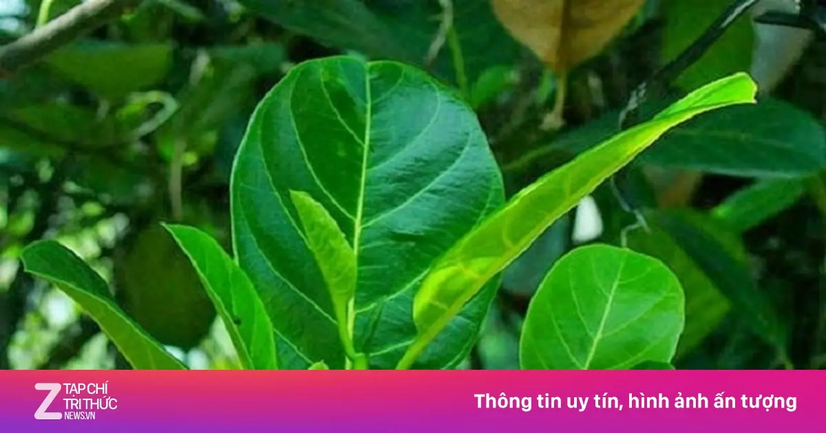 cong-dung-chua-benh-bat-ngo-cua-la-mit-cach-cham-soc-da-dau-mun